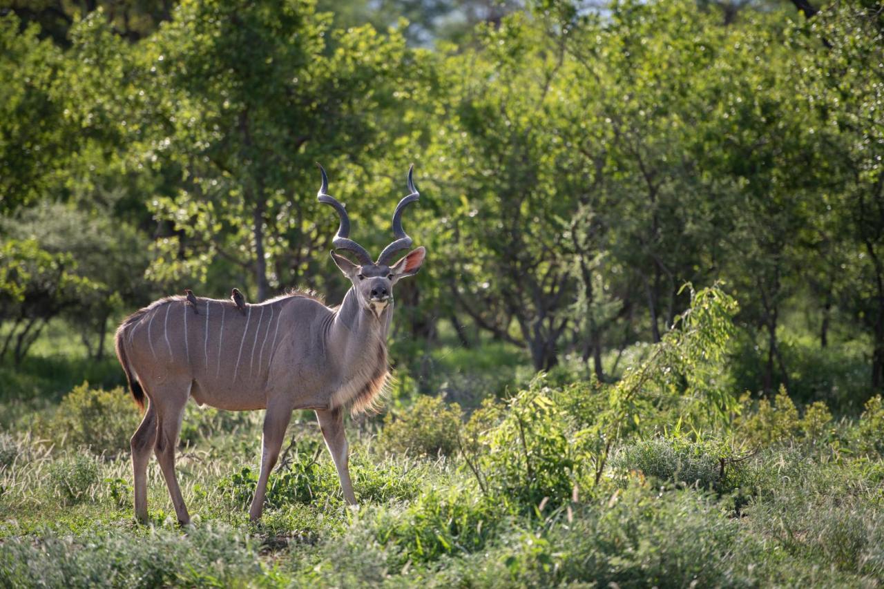 Villa Twiga Travel Hoedspruit Exterior foto